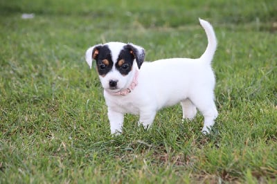 Les chiots de Jack Russell Terrier