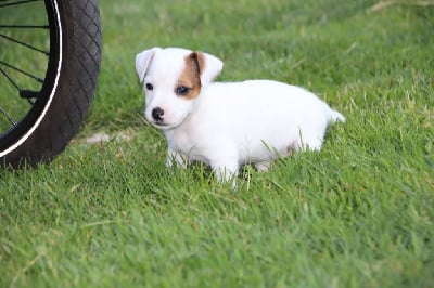 Les chiots de Jack Russell Terrier