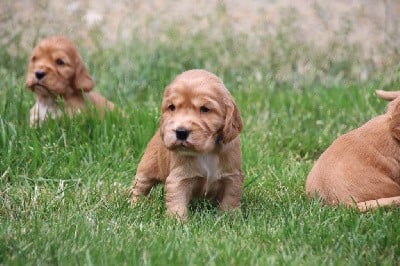 Cocker Spaniel Anglais