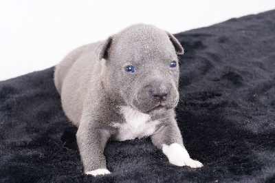 CHIOT 9 - American Staffordshire Terrier