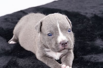 CHIOT 5 - American Staffordshire Terrier