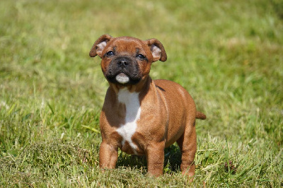 Les chiots de Staffordshire Bull Terrier