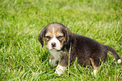Les chiots de Beagle