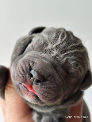 Les chiots de Cane Corso
