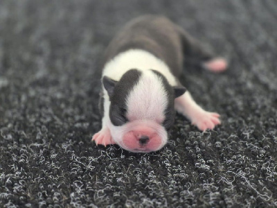 Les chiots de Boston Terrier