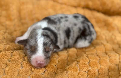 Les chiots de Berger Américain Miniature 