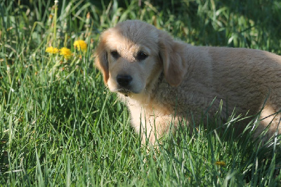 Les chiots de Golden Retriever