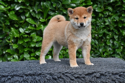Les chiots de Shiba