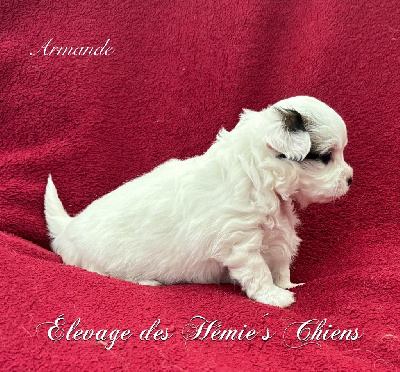 Les chiots de Chihuahua