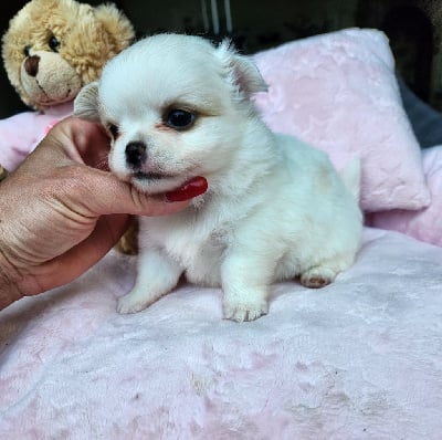 Les chiots de Chihuahua