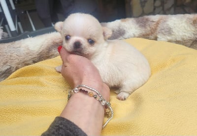 Les chiots de Chihuahua