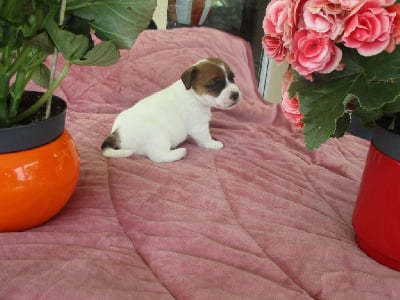 CHIOT 1 - Jack Russell Terrier