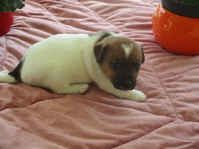 CHIOT 2 - Jack Russell Terrier