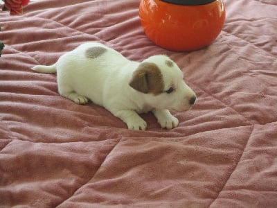 CHIOT 3 - Jack Russell Terrier
