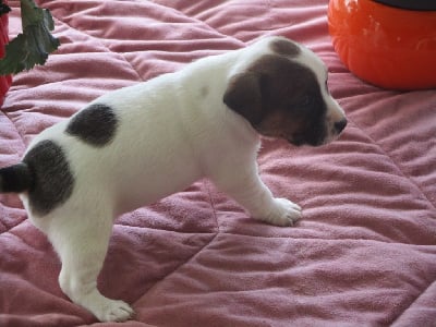 CHIOT 4 - Jack Russell Terrier