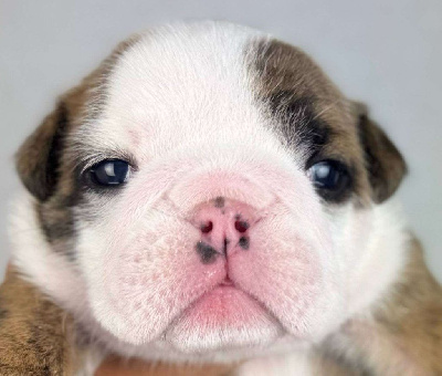 Les chiots de Bulldog Anglais