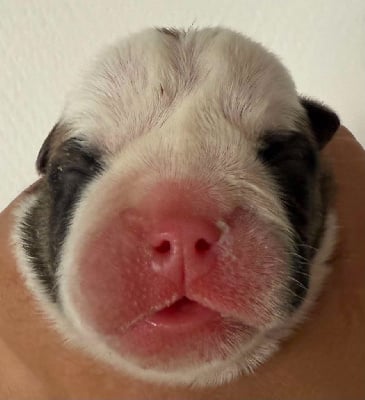 Les chiots de Bulldog Anglais