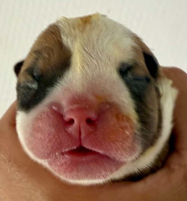 Les chiots de Bulldog Anglais