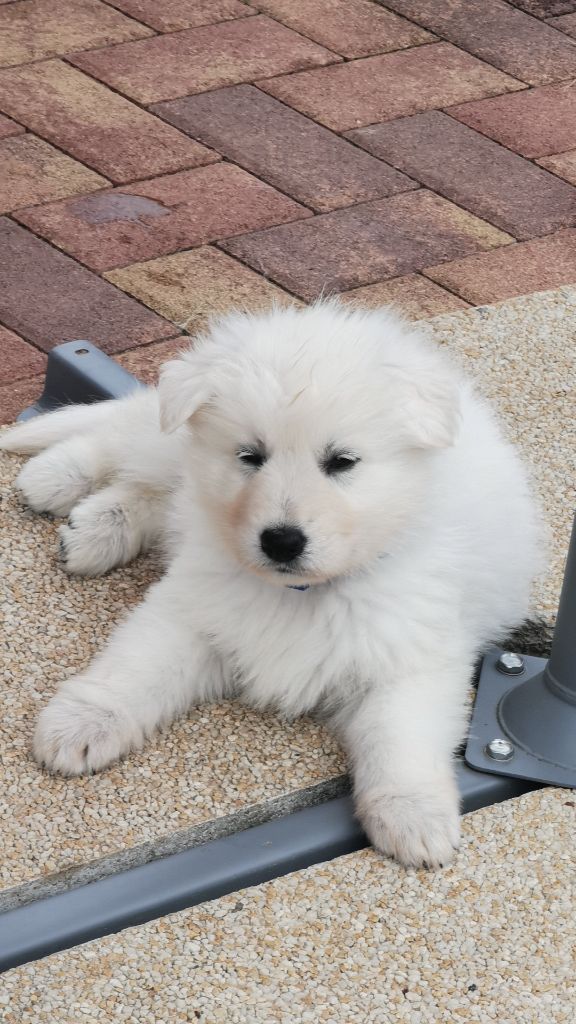 AZZARO PER TUTTI - Berger Blanc Suisse