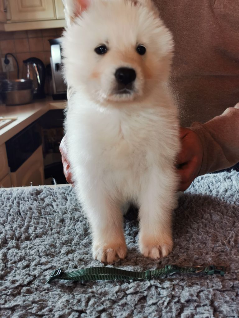 AARON THE LEGEND KING - Berger Blanc Suisse