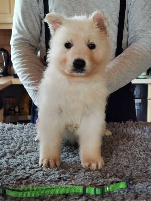 Les chiots de Berger Blanc Suisse
