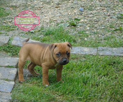 CHIOT 3 - Staffordshire Bull Terrier