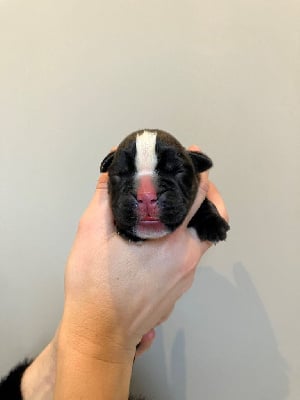 Les chiots de Boxer