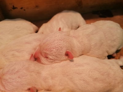Les chiots de West Highland White Terrier