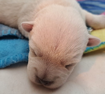 Les chiots de West Highland White Terrier