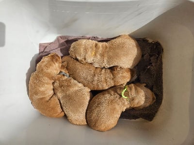 Les chiots de Golden Retriever