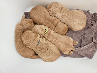 Les chiots de Golden Retriever
