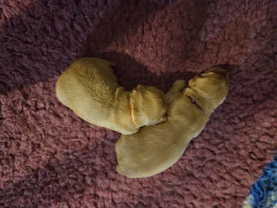 Les chiots de Golden Retriever