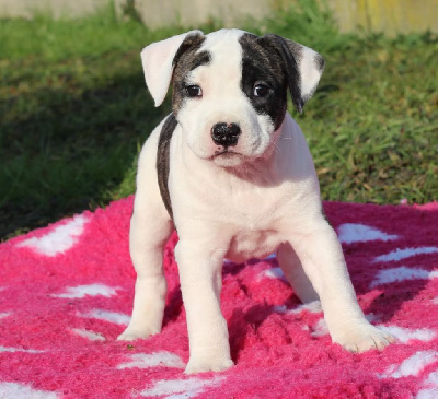 Les chiots de American Staffordshire Terrier