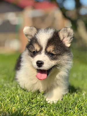Les chiots de Welsh Corgi Pembroke