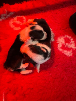 Les chiots de Welsh Corgi Pembroke