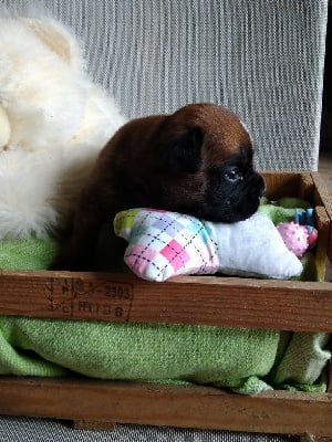 Les chiots de Boxer