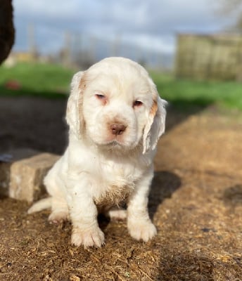 ULLY KUTTY - Clumber Spaniel