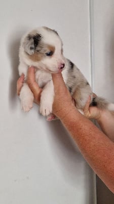 Les chiots de Berger Australien