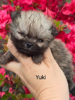 Les chiots de Spitz allemand