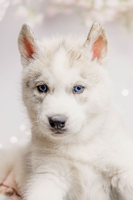 CHIOT 1 VONKA gris yeux bleus collier vert et noir - Siberian Husky
