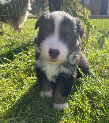 Les chiots de Berger Américain Miniature 