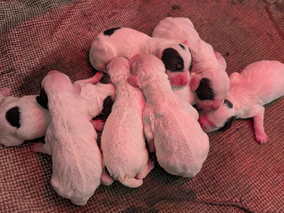 Les chiots de Setter Anglais