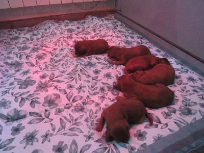 Les chiots de Setter irlandais rouge