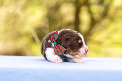 Les chiots de Berger Australien