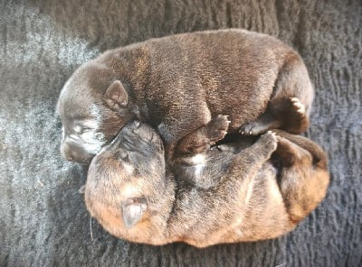 Les chiots de Berger hollandais
