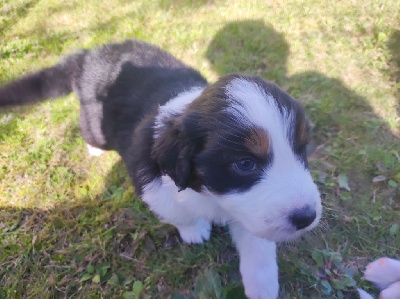 Les chiots de Berger Australien