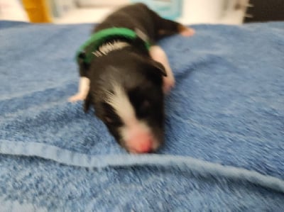 Les chiots de Berger Australien