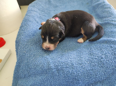Les chiots de Berger Australien