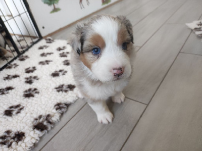 Les chiots de Berger Australien