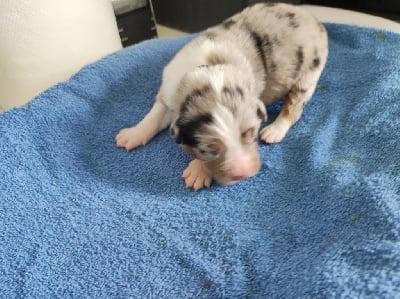 Les chiots de Berger Australien